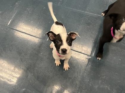 Teaspoon, Adoptable, Puppy Female Cattle Dog & Mixed Breed.