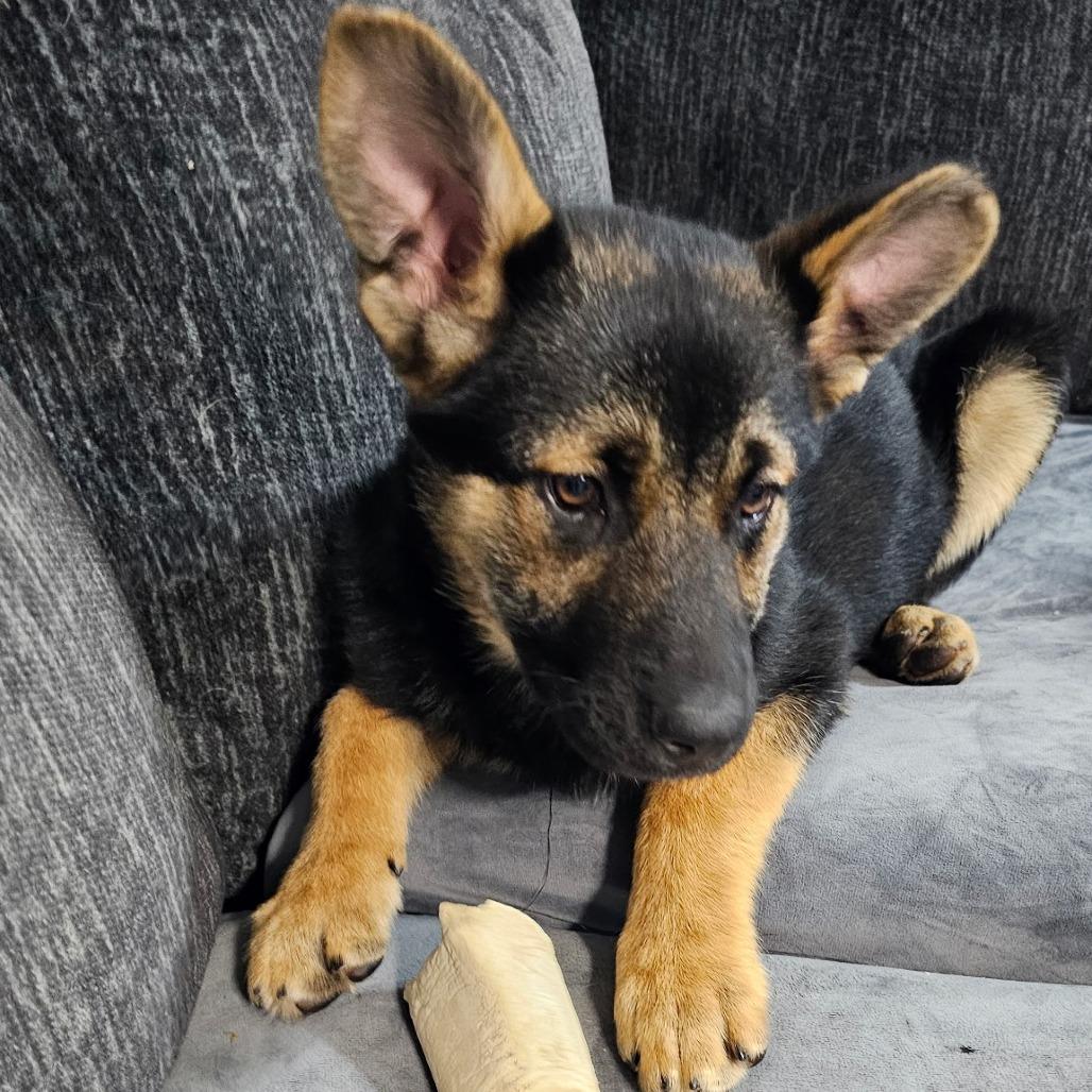 Effie / Sable, Adoptable, Puppy Female German Shepherd Dog.