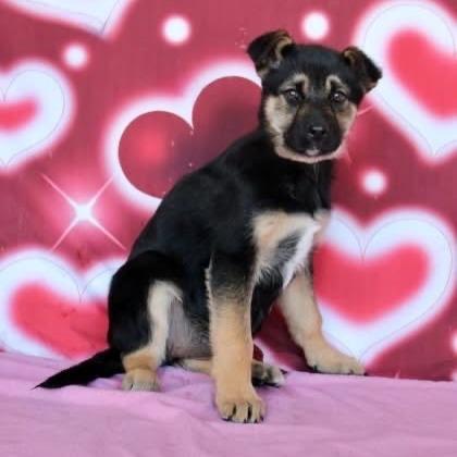 Enlarge Effie / Sable, a Adoptable mixed breed in Myrtle Beach, SC image 2/2