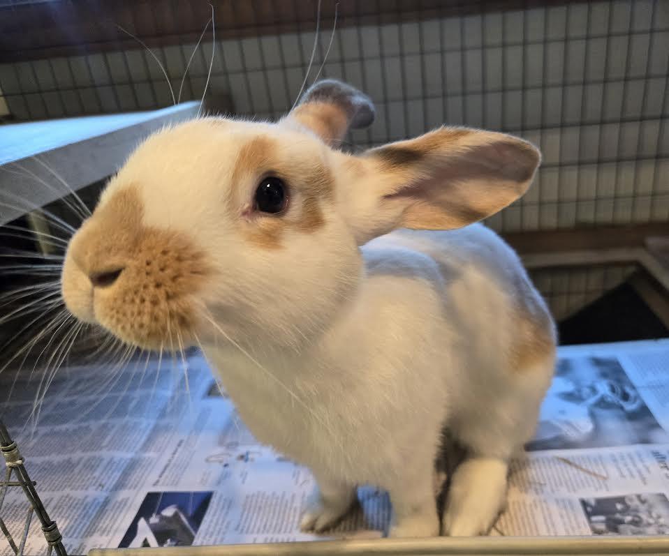 Georgia - Adopted | Petfinder