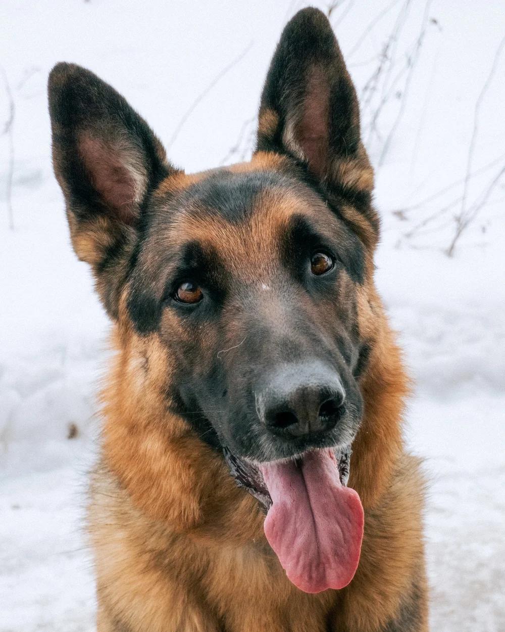 Enlarge Kozmo, a Adoptable German Shepherd Dog in laval, QC image 4/4