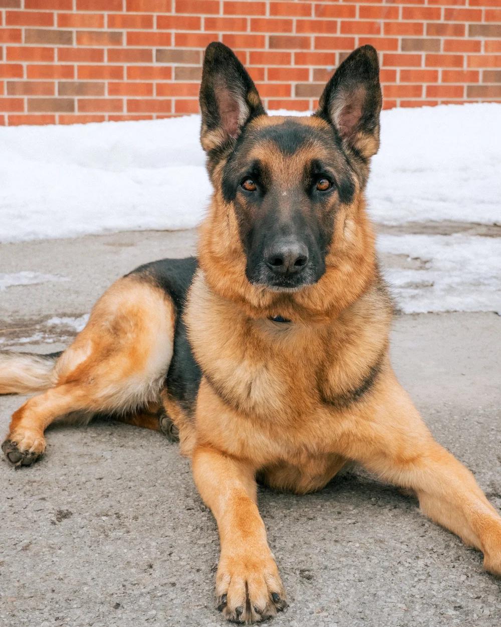 Enlarge Kozmo, a Adoptable German Shepherd Dog in laval, QC image 3/4