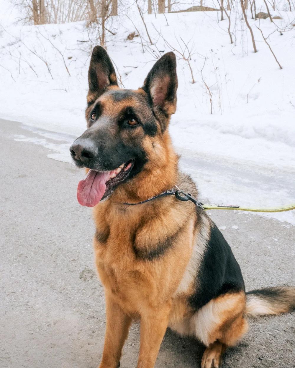 Enlarge Kozmo, a Adoptable German Shepherd Dog in laval, QC image 2/4