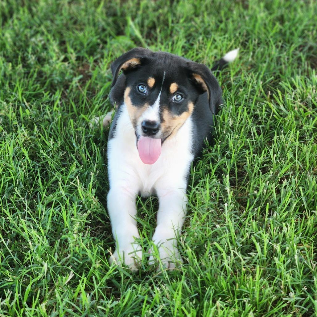 Groot, Adoptable, Puppy Male Mixed Breed.