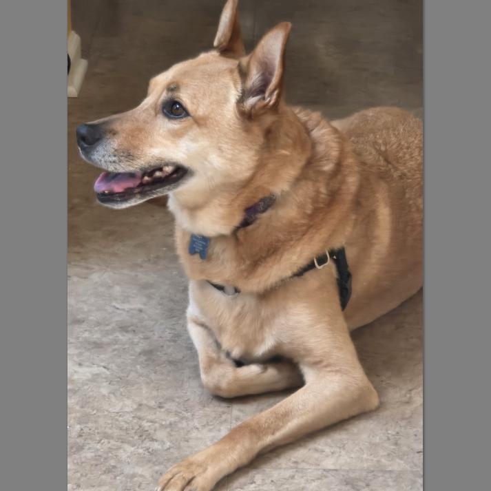 Lexi, Adoptable, Senior Female Carolina Dog.