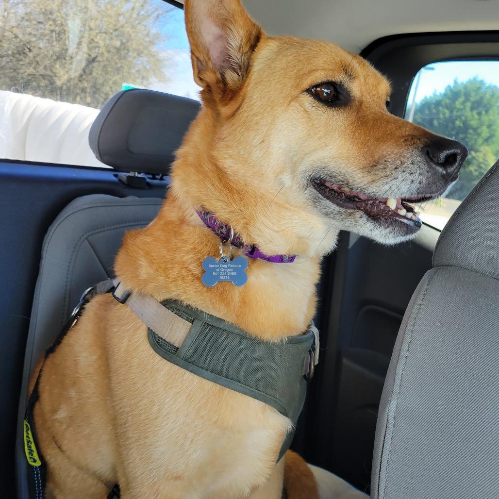 Lexi, a Adoptable Carolina Dog in Corvallis, OR image 2/3
