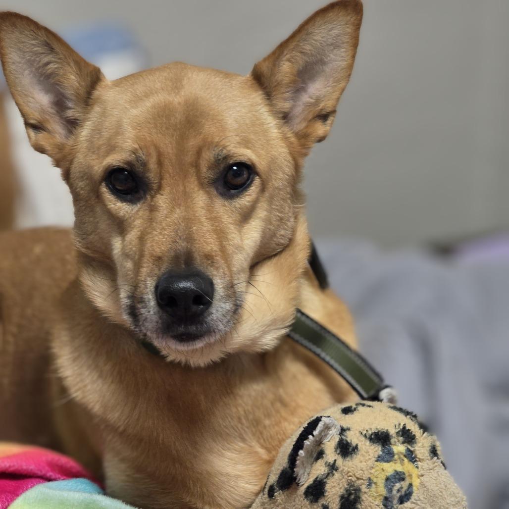 Lexi, a Adoptable Carolina Dog in Corvallis, OR image 3/3