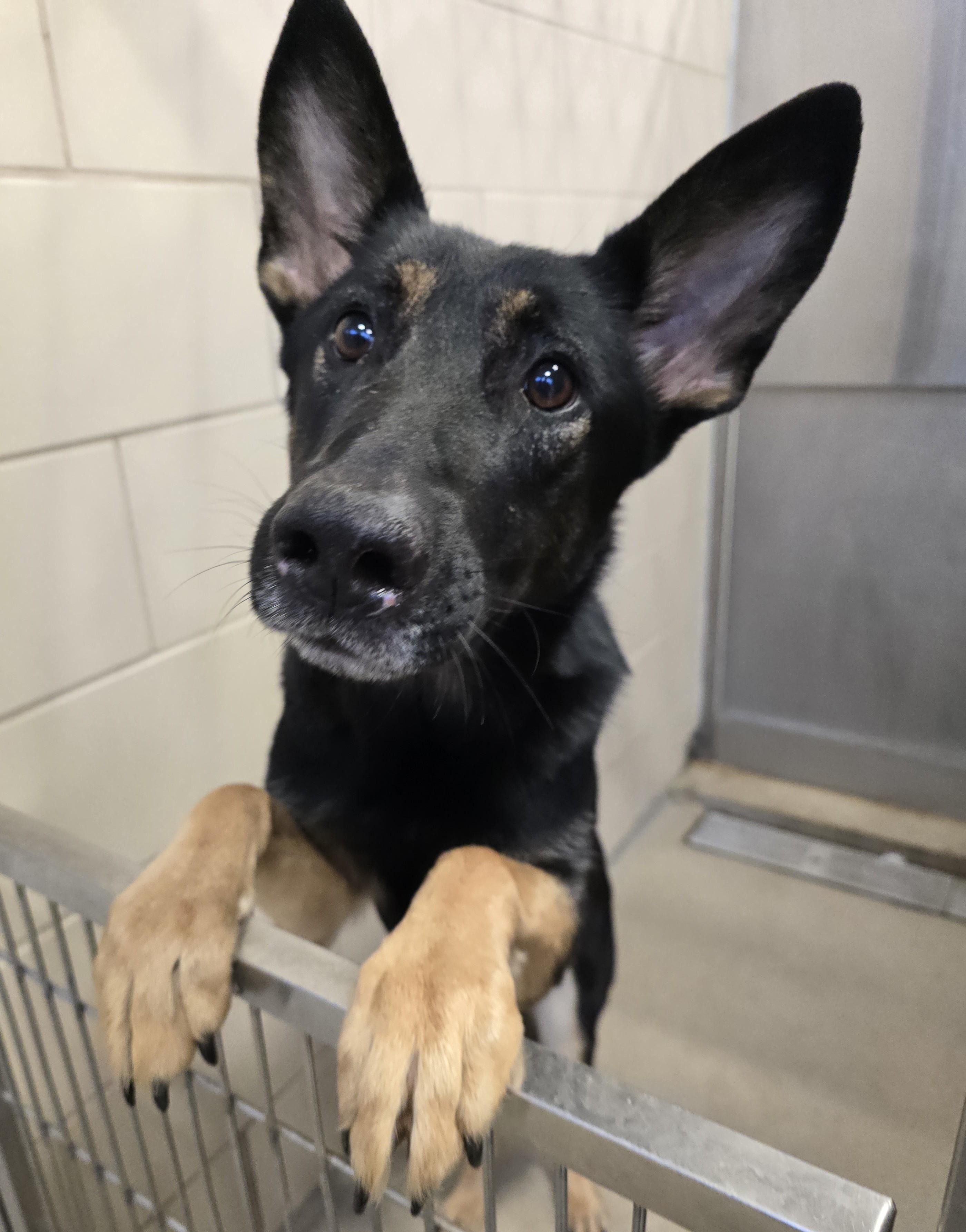 Enlarge 26-5 Nancy, an adopted German Shepherd Dog in Amityville, NY image 1/3