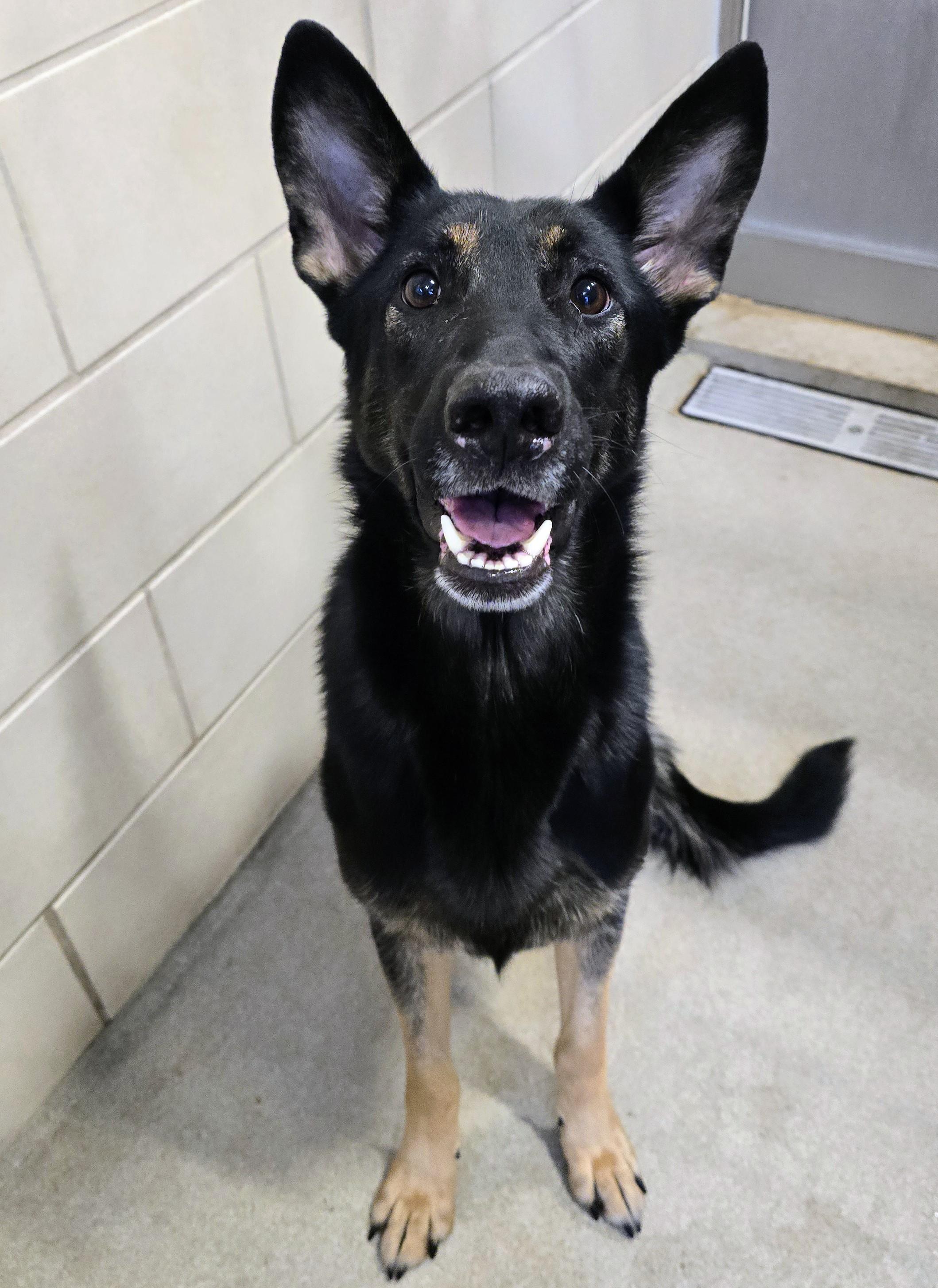 Enlarge 26-5 Nancy, an adopted German Shepherd Dog in Amityville, NY image 3/3