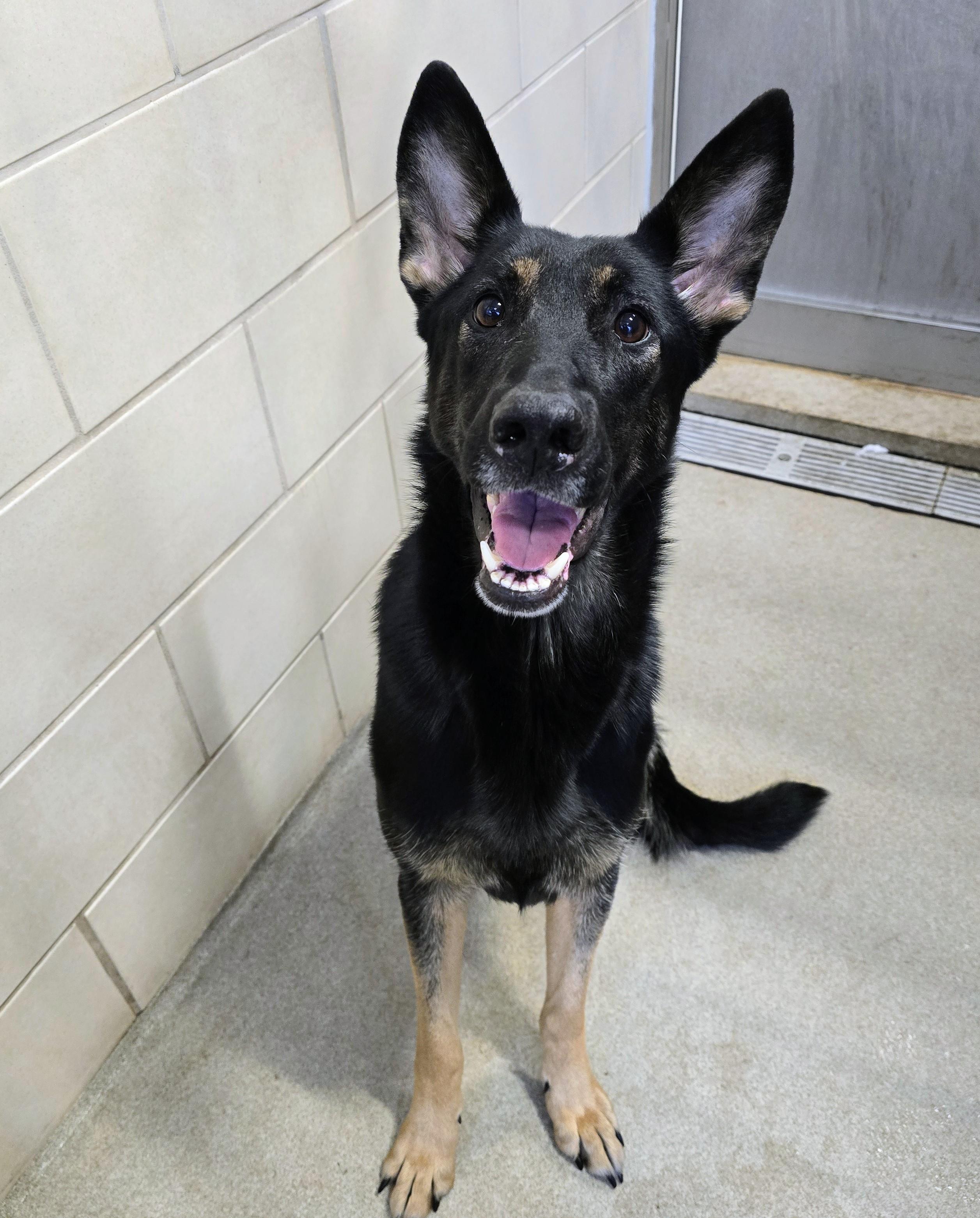 Enlarge 26-5 Nancy, an adopted German Shepherd Dog in Amityville, NY image 2/3