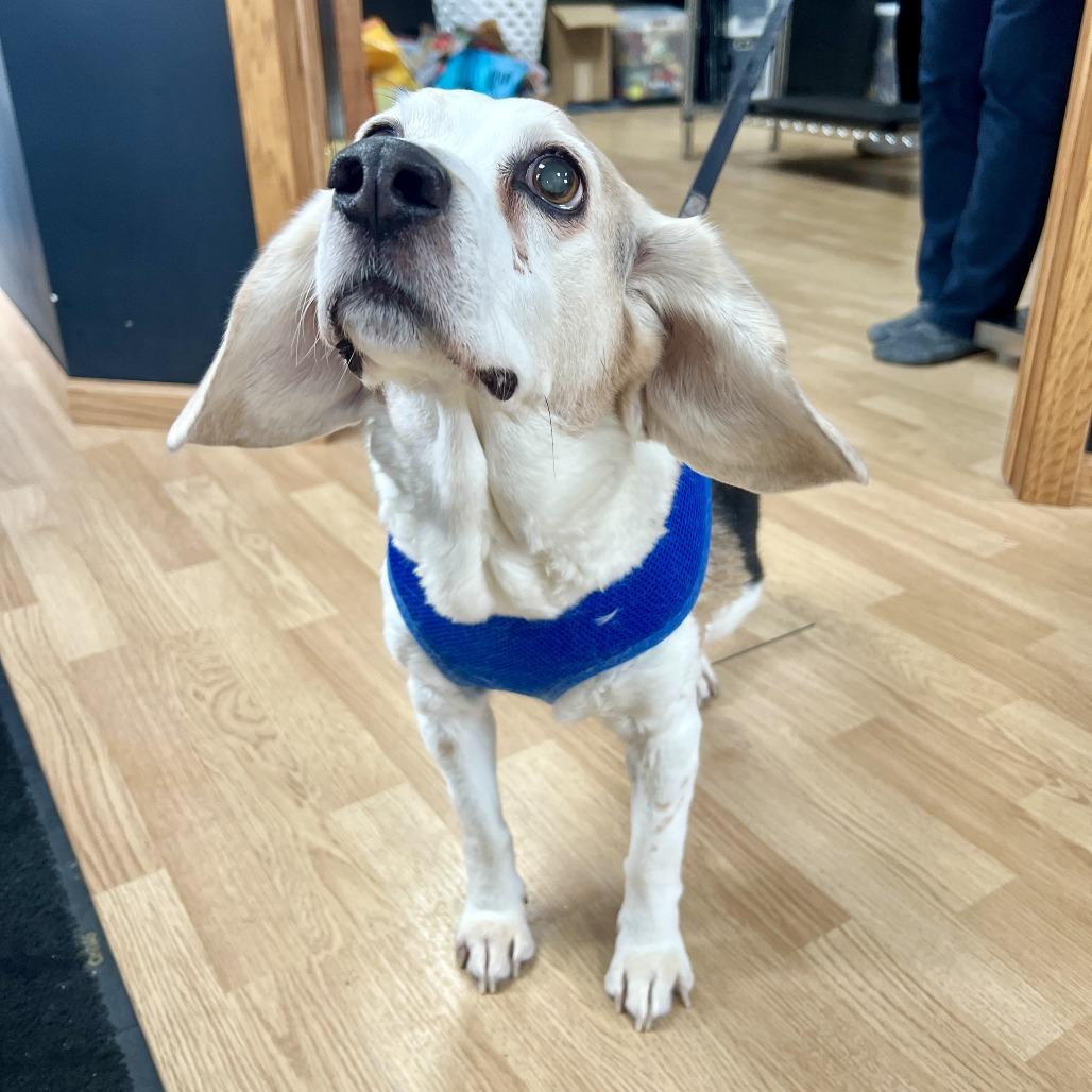 Max, Adoptable, Senior Male Beagle.