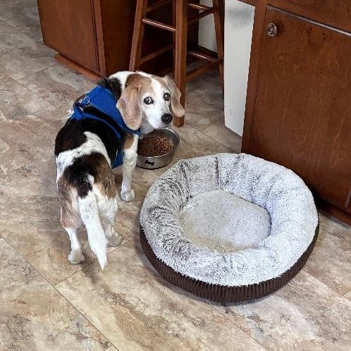 Max, Adoptable, Senior Male Beagle.