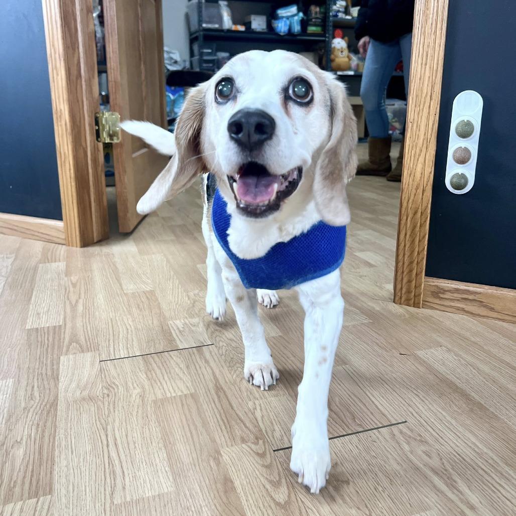 Enlarge Max, a Adoptable Beagle in Saint Cloud, MN image 2/2