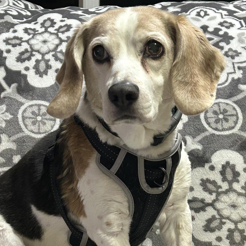 Enlarge Max, a Adoptable Beagle in Saint Cloud, MN image 3/5