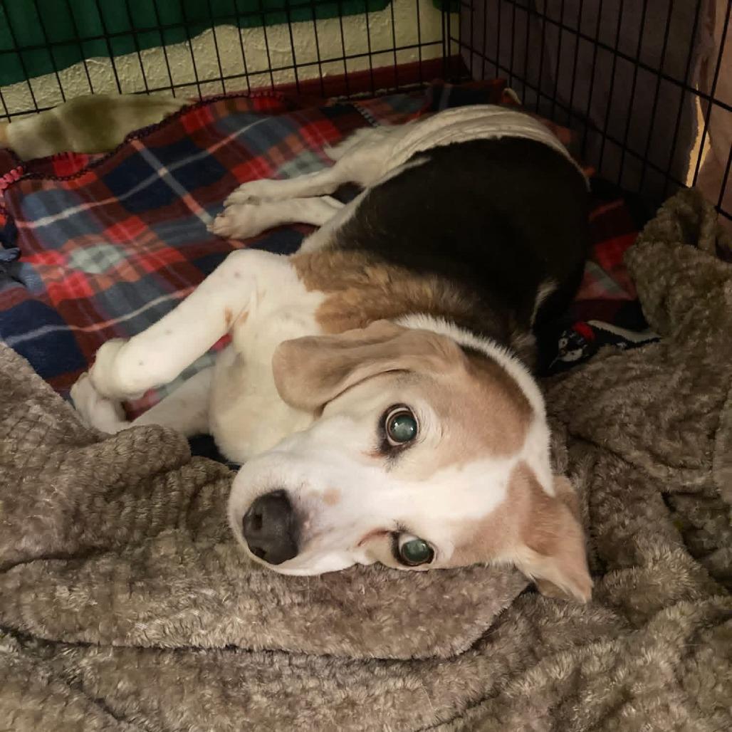 Enlarge Max, a Adoptable Beagle in Saint Cloud, MN image 4/5