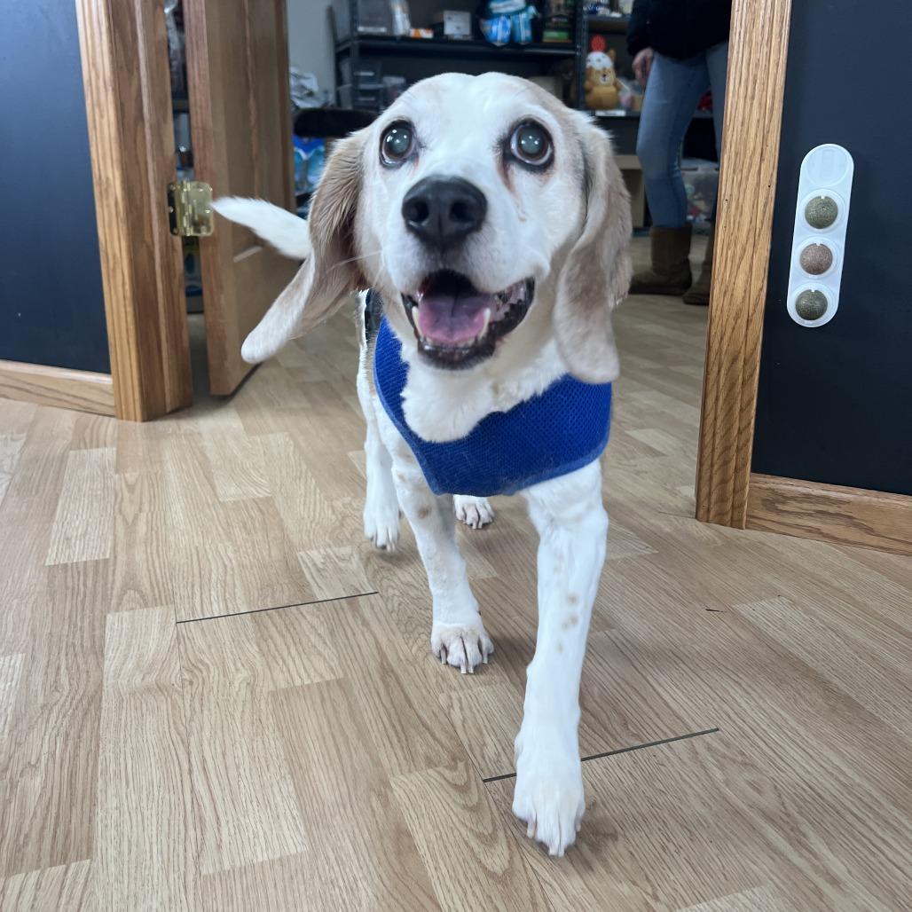 Enlarge Max, a Adoptable Beagle in Saint Cloud, MN image 5/5