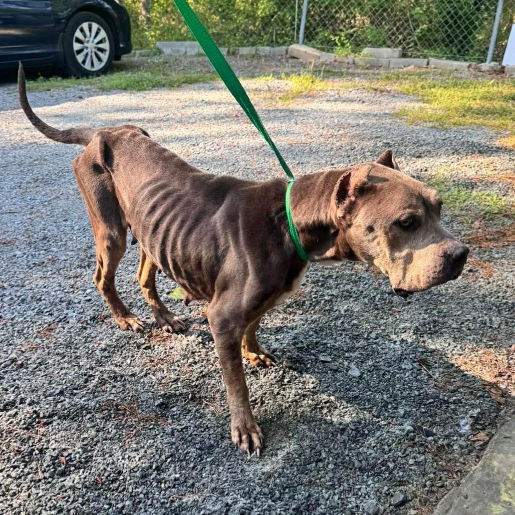 Sara, Adoptable, Adult Female Cane Corso.
