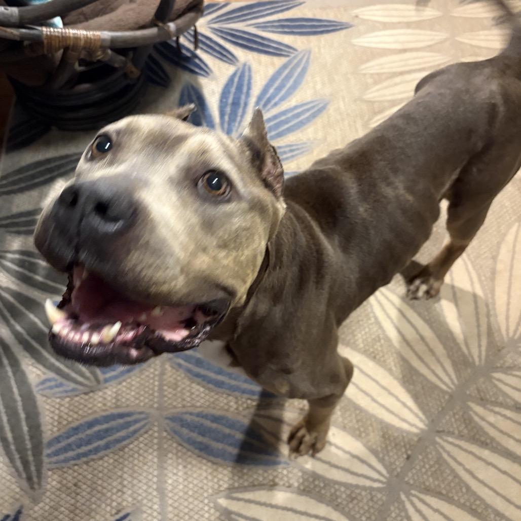 Enlarge Sara, a Adoptable Cane Corso in manchester, PA image 2/6