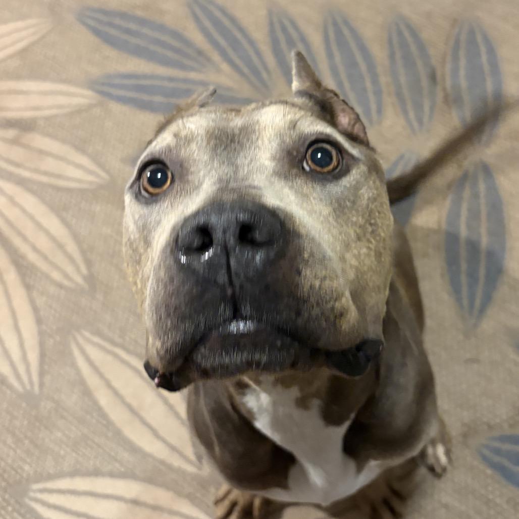 Enlarge Sara, a Adoptable Cane Corso in manchester, PA image 3/6