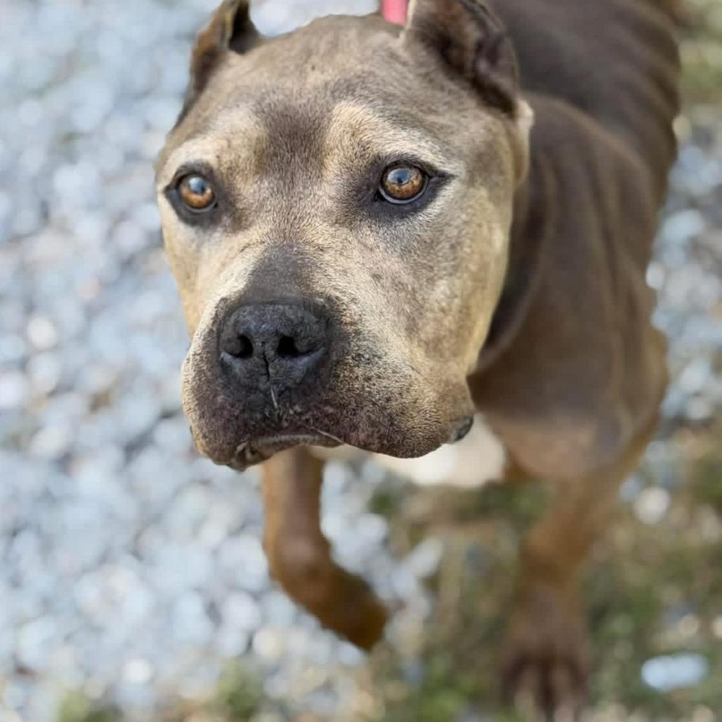 Enlarge Sara, a Adoptable Cane Corso in manchester, PA image 5/6