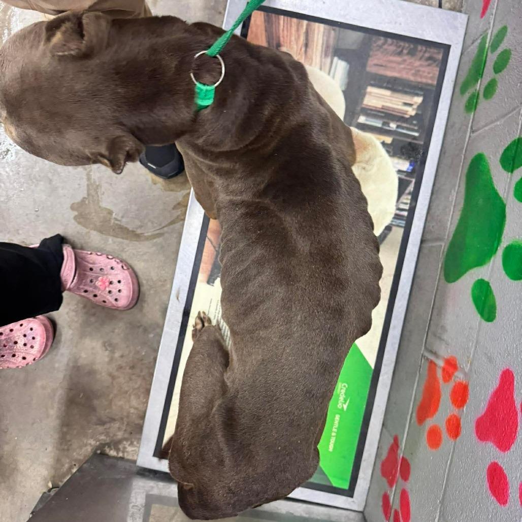 Enlarge Sara, a Adoptable Cane Corso in manchester, PA image 6/6