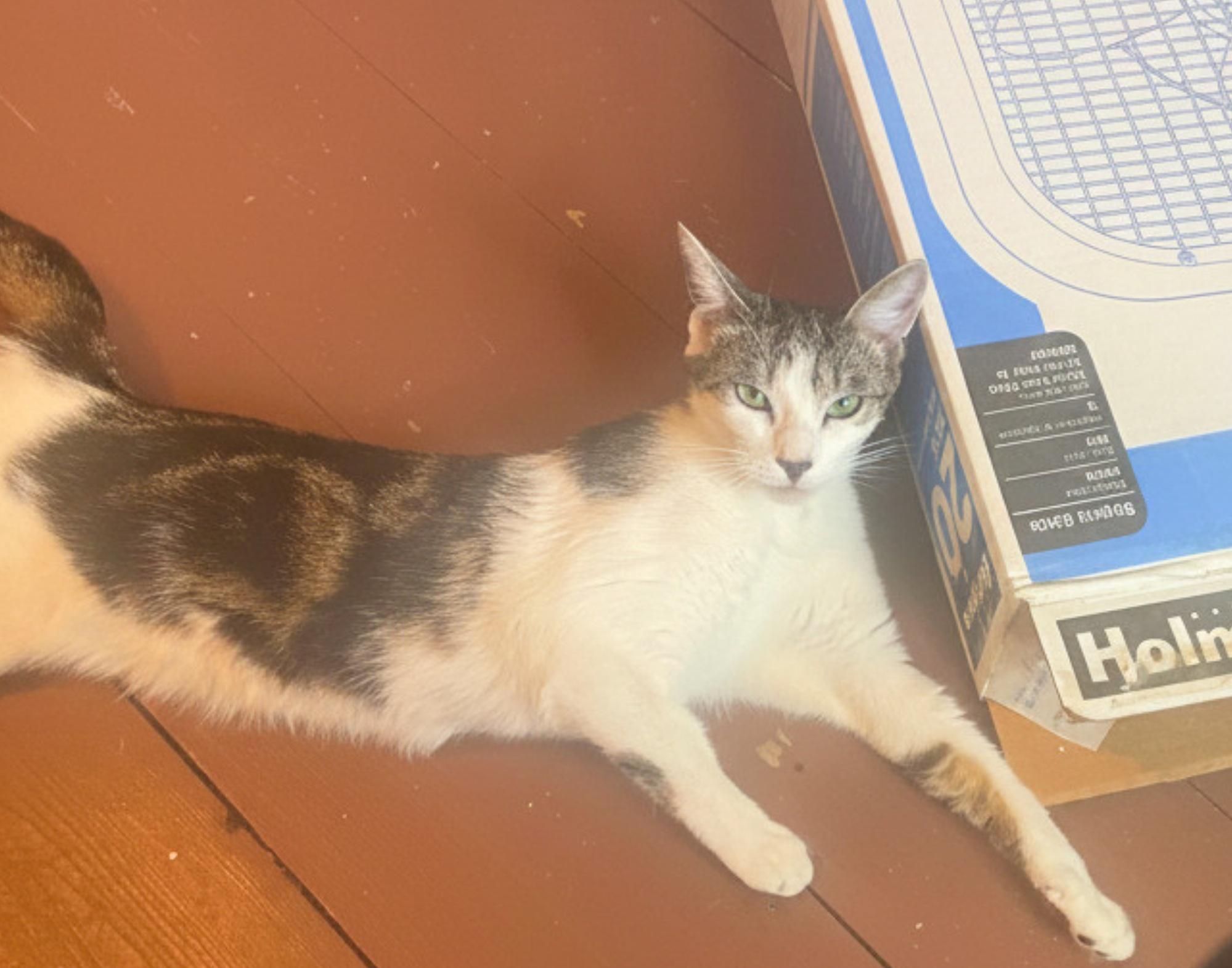Enlarge Hannoush, a ADOPTABLE Domestic Short Hair in Roslindale, MA image 3/4
