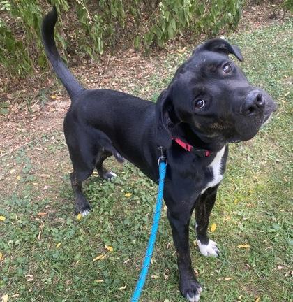 X, Adoptable, Puppy Male Great Dane & Mixed Breed.