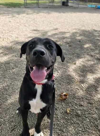 Enlarge X, a Adoptable mixed breed in Batavia, OH image 3/3