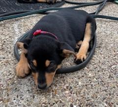 ZEUS, a ADOPTABLE mixed breed in fort worth, TX image 3/6