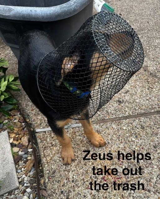 ZEUS, a ADOPTABLE mixed breed in fort worth, TX image 5/6