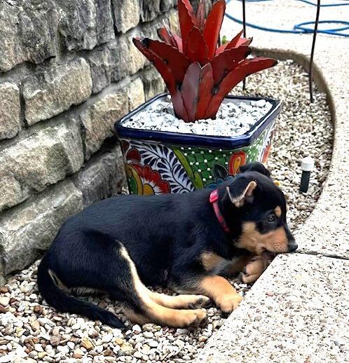ZEUS, ADOPTABLE, Puppy Male Australian Kelpie.