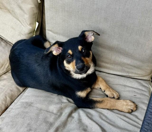 ZEUS, a ADOPTABLE mixed breed in fort worth, TX image 1/6