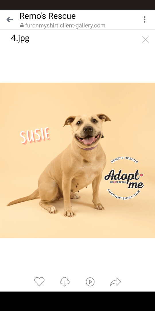 Susie and Goose Bonded pair, a Adoptable American Staffordshire Terrier in Carthage, MS image 1/4