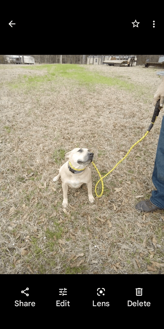 Susie and Goose Bonded pair, a Adoptable American Staffordshire Terrier in Carthage, MS image 2/4