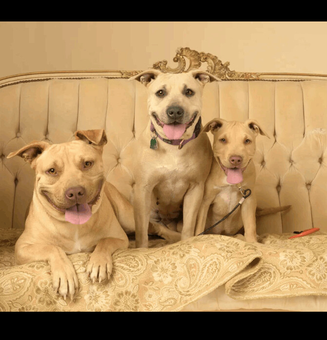 Susie and Goose Bonded pair, a Adoptable American Staffordshire Terrier in Carthage, MS image 3/4
