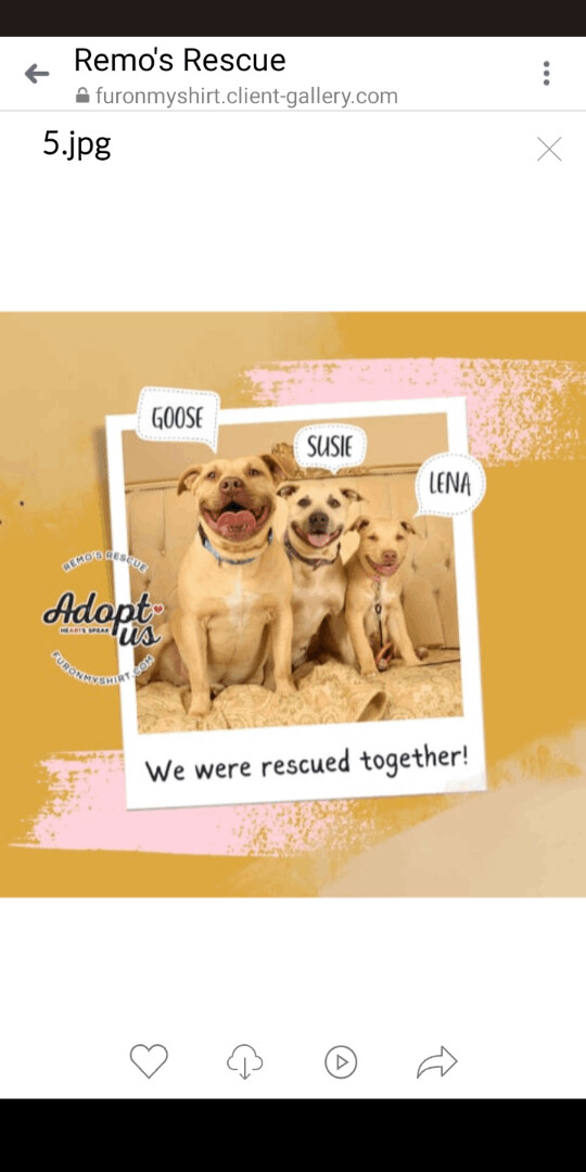 Susie and Goose Bonded pair, a Adoptable American Staffordshire Terrier in Carthage, MS image 4/4