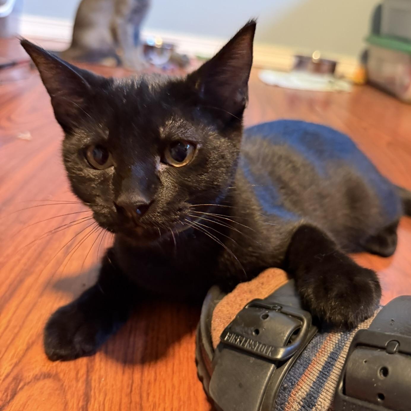 Enlarge Orion, a Adoptable Domestic Short Hair in Renton , WA image 1/4