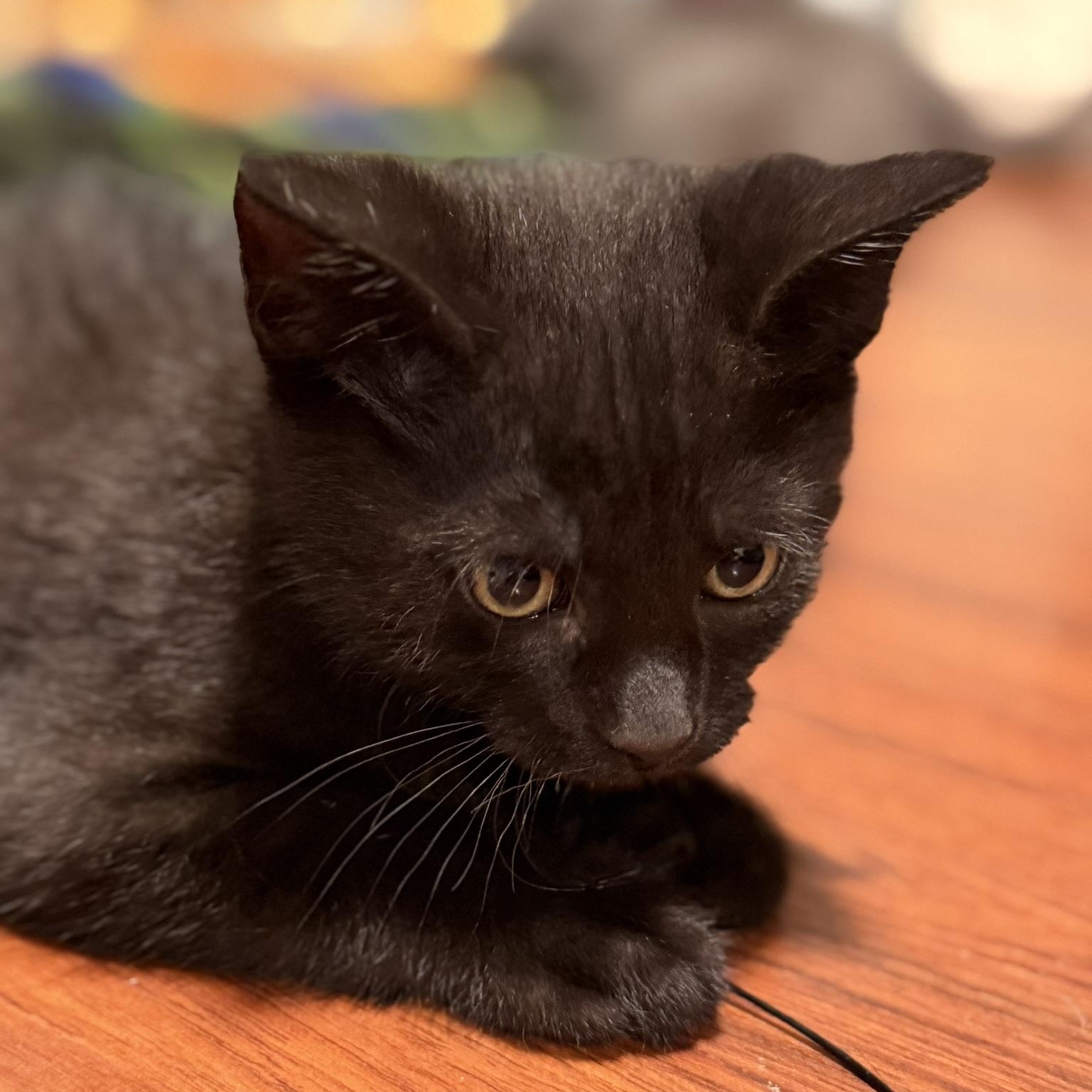 Enlarge Orion, a Adoptable Domestic Short Hair in Renton , WA image 3/4