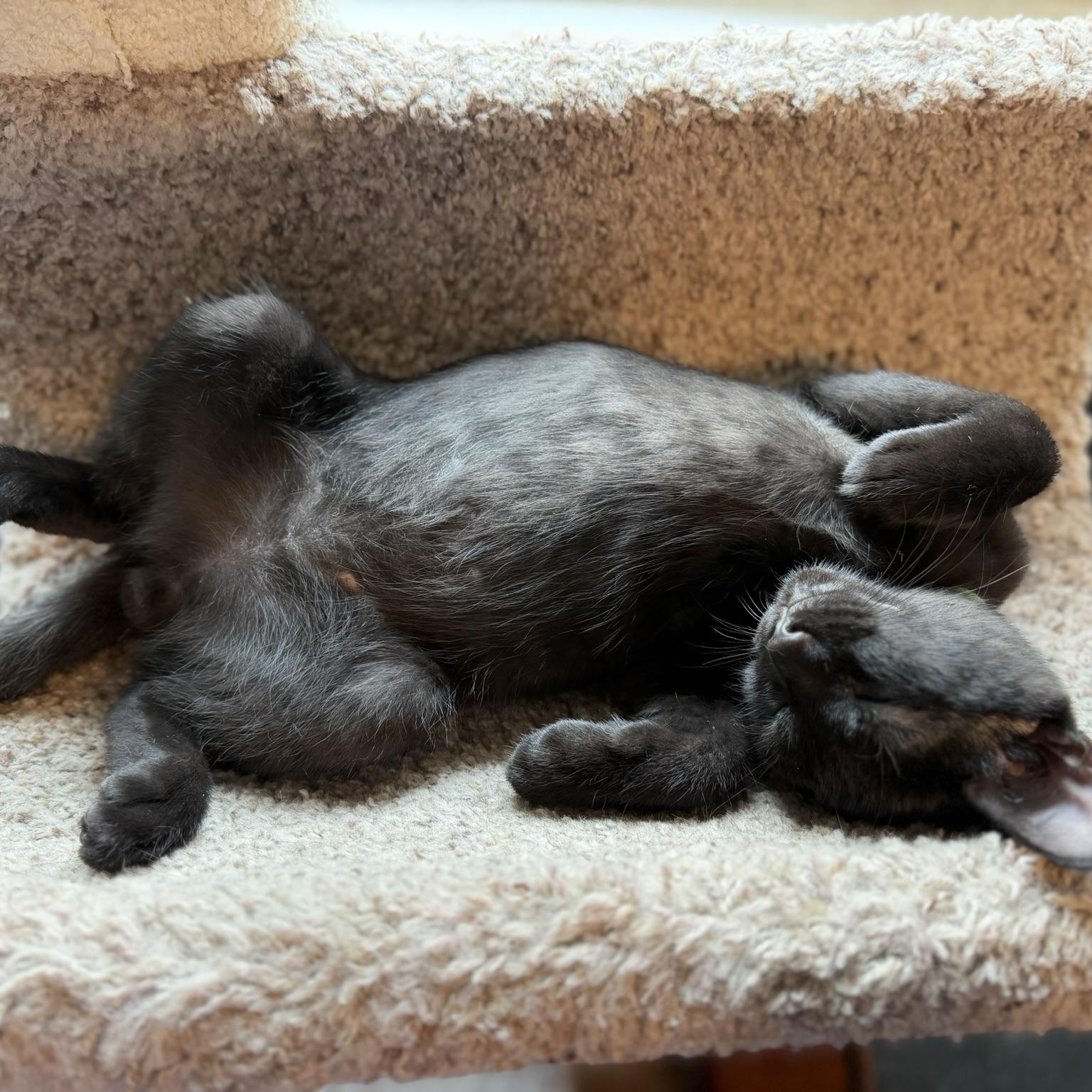 Enlarge Orion, a Adoptable Domestic Short Hair in Renton , WA image 2/4