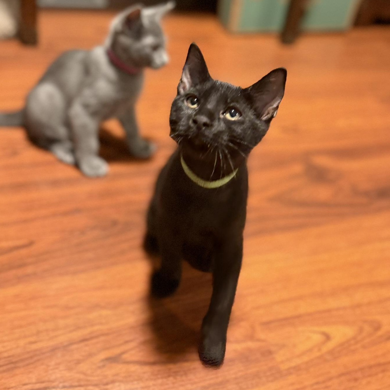 Enlarge Orion, a Adoptable Domestic Short Hair in Renton , WA image 4/4