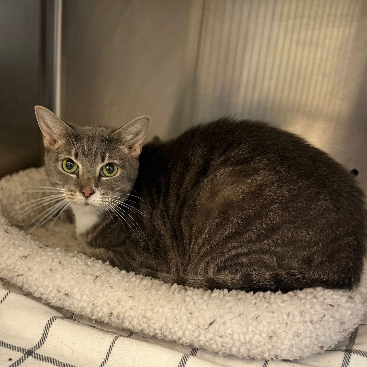 Coraline, ADOPTABLE, Adult Female Domestic Short Hair.