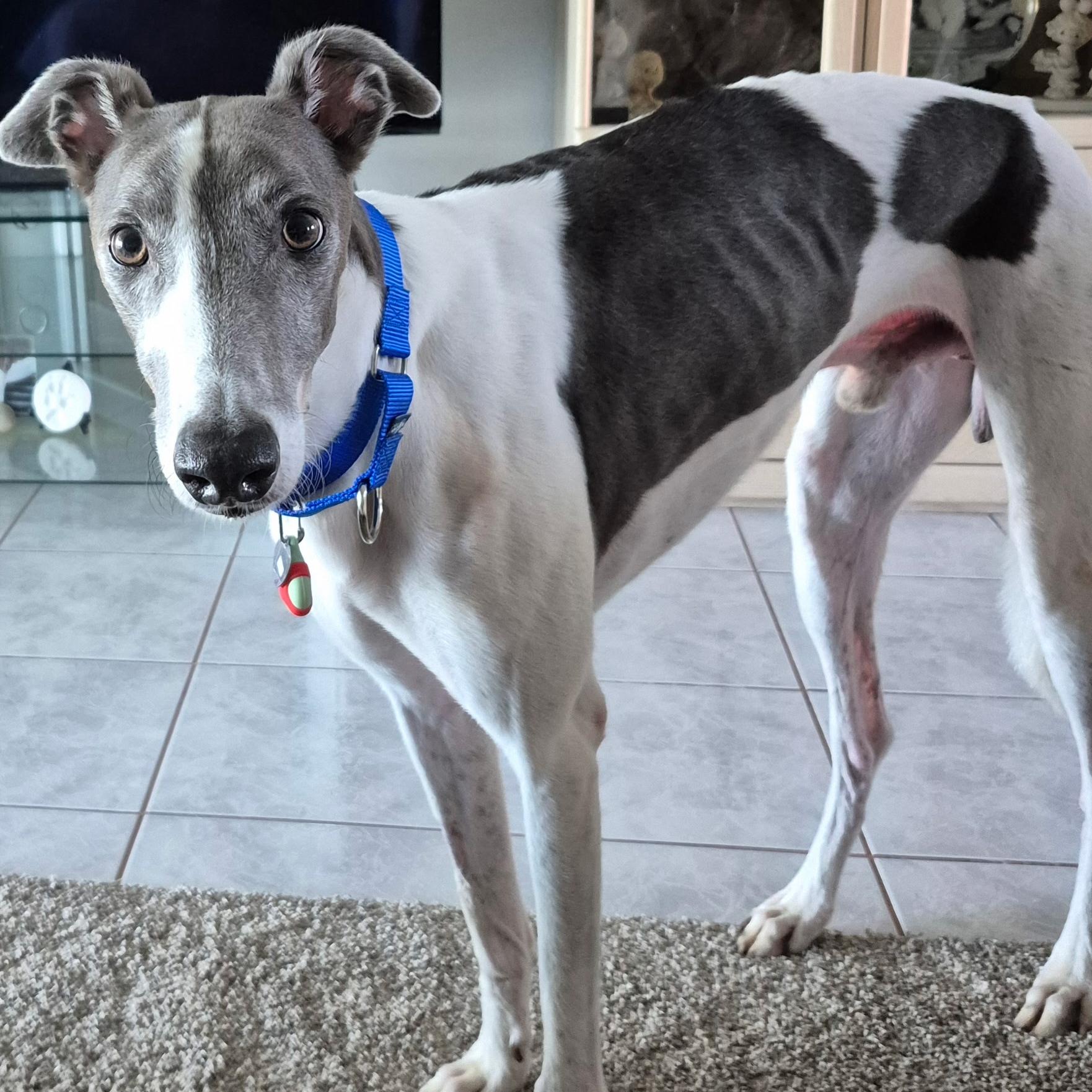 Asher, Adoptable, Adult Male Greyhound.