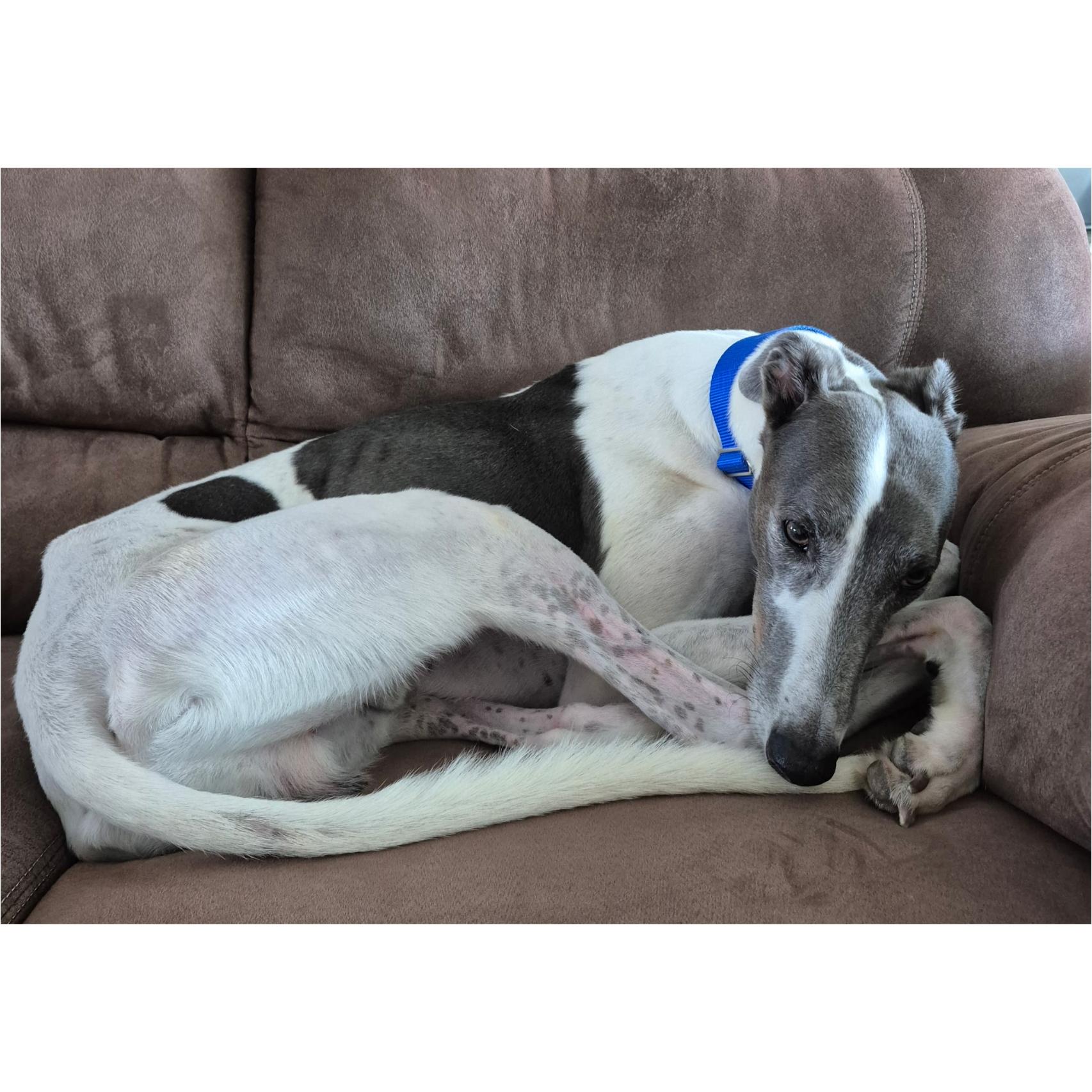 Asher, a Adoptable Greyhound in Tarpon Springs, FL image 2/4