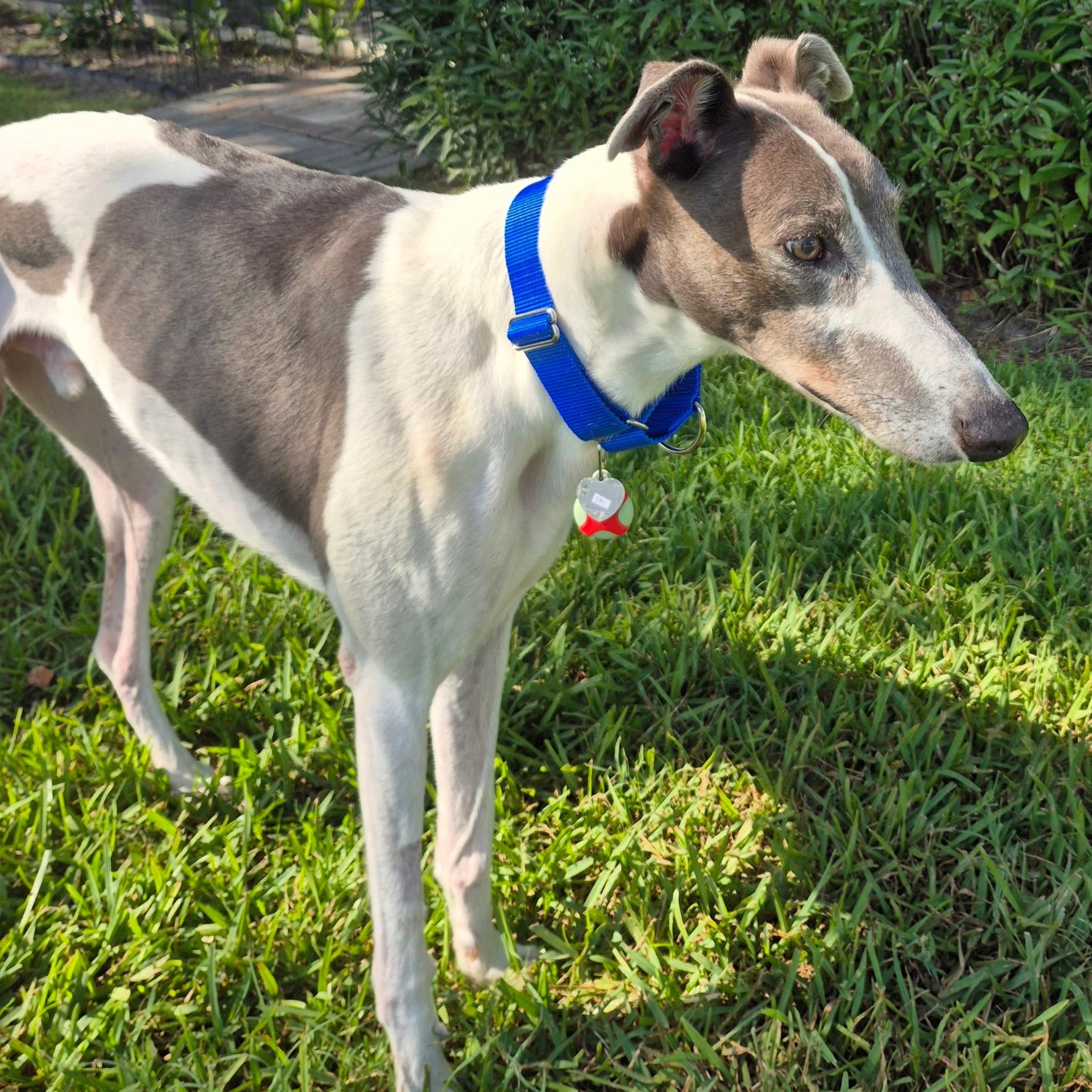 Asher, a Adoptable Greyhound in Tarpon Springs, FL image 3/4