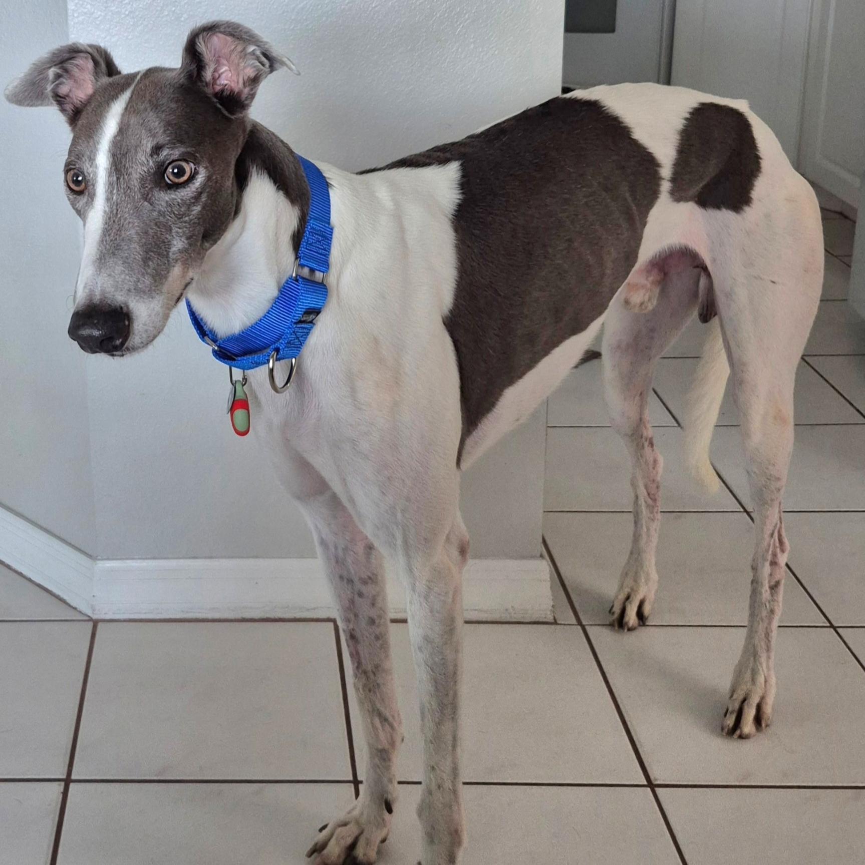 Asher, a Adoptable Greyhound in Tarpon Springs, FL image 4/4