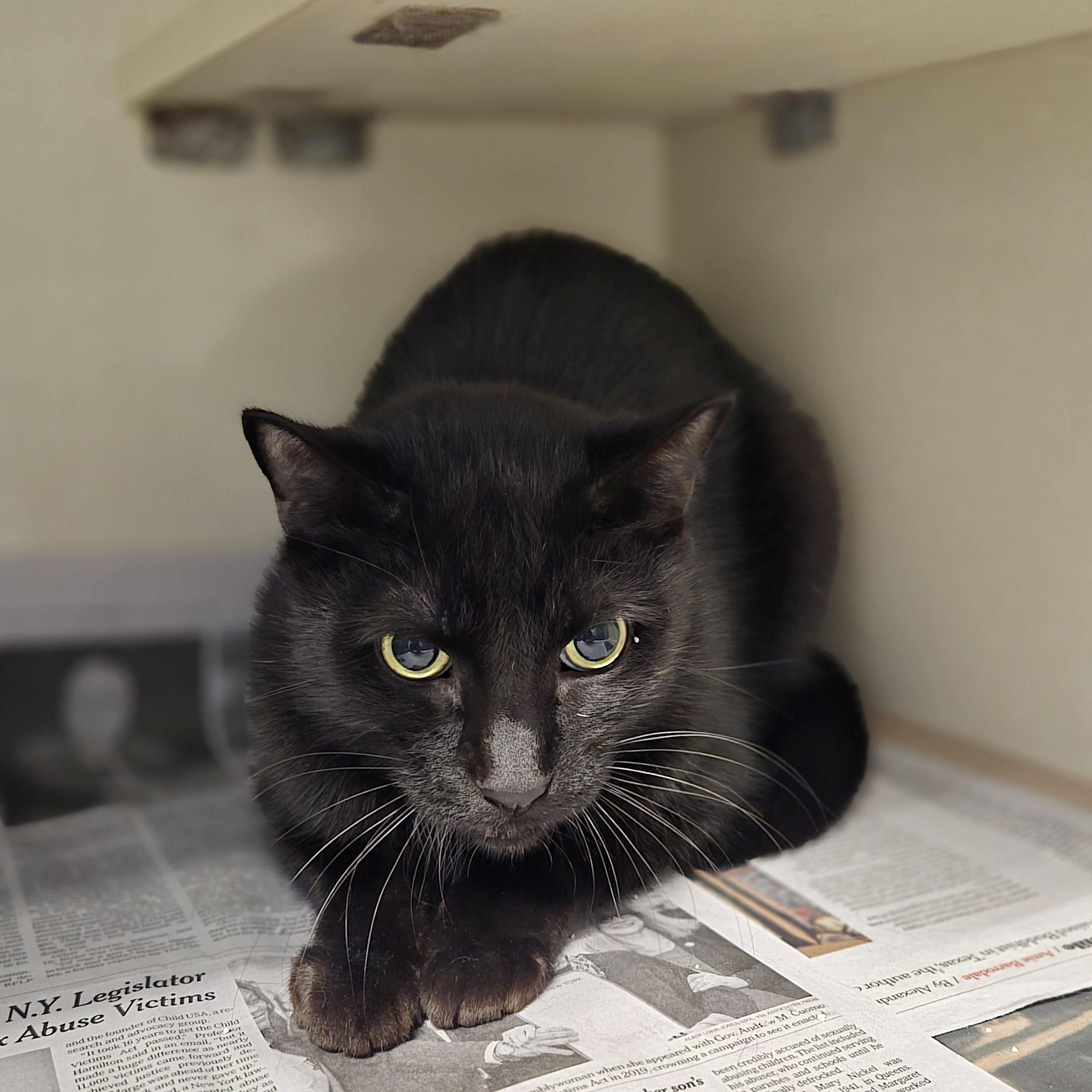 Mackie, ADOPTABLE, Adult Male Domestic Short Hair.