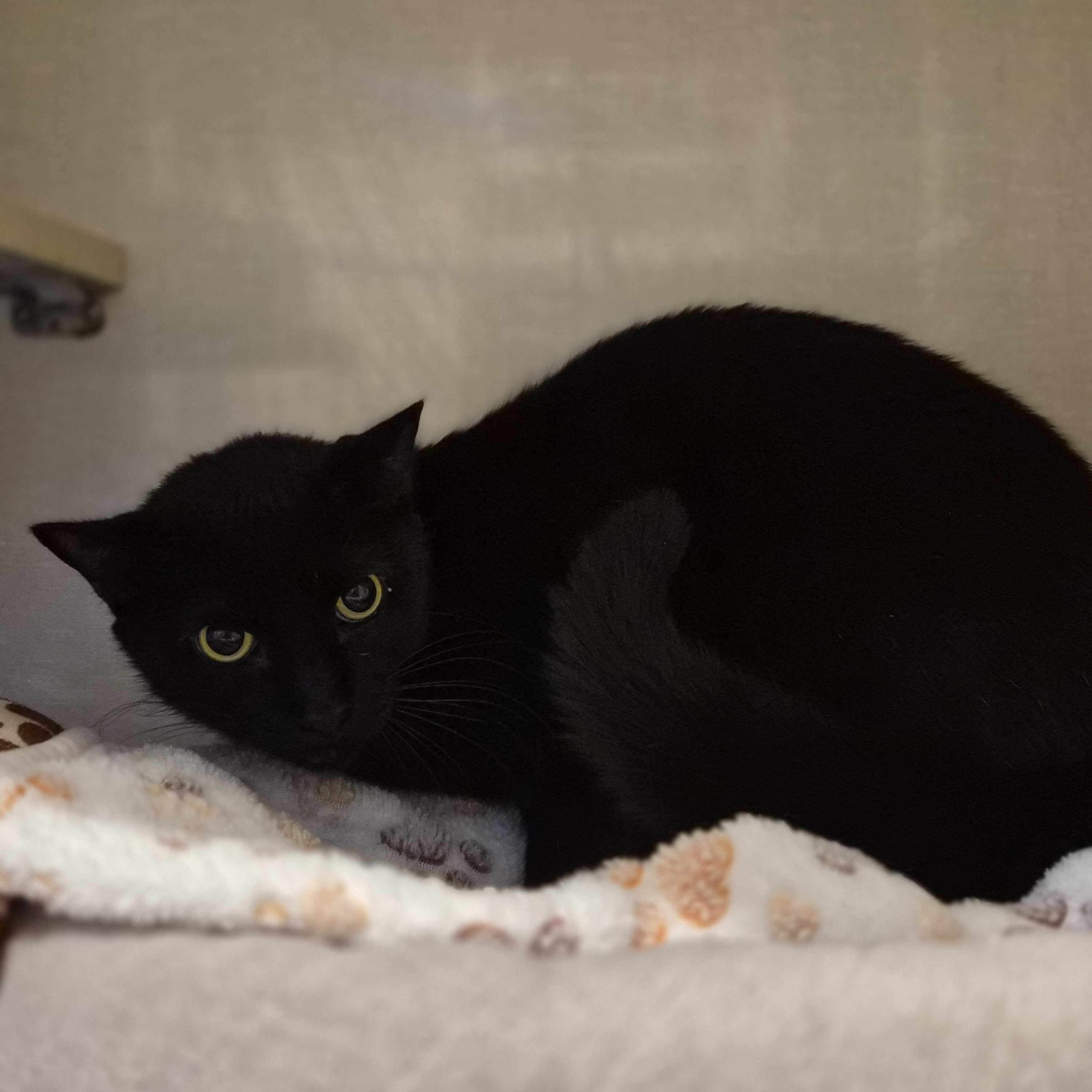 Enlarge Mackie, a ADOPTABLE Domestic Short Hair in Cornelius, NC image 2/2