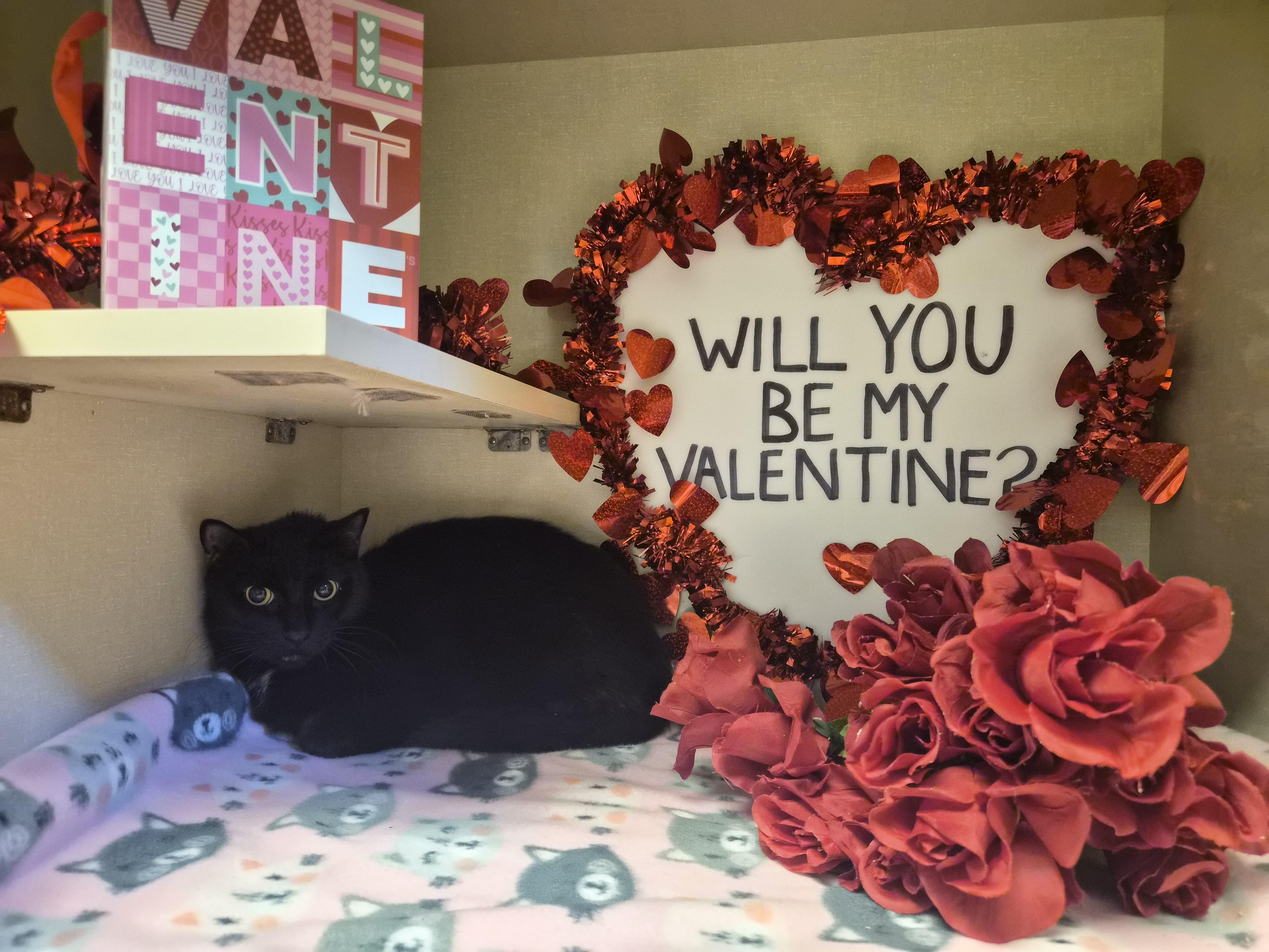 Mackie, a ADOPTABLE Domestic Short Hair in Cornelius, NC image 2/4