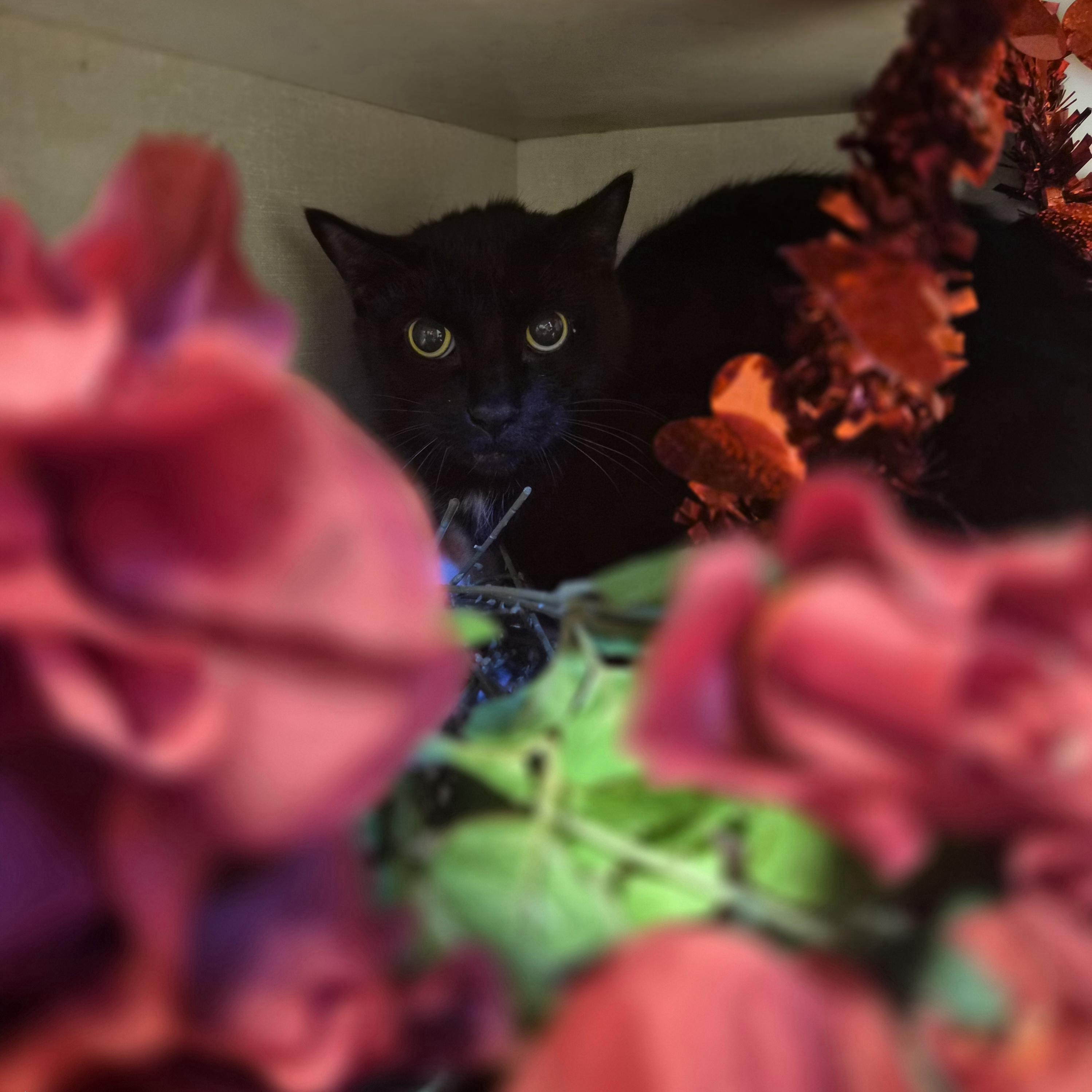 Mackie, a ADOPTABLE Domestic Short Hair in Cornelius, NC image 3/4