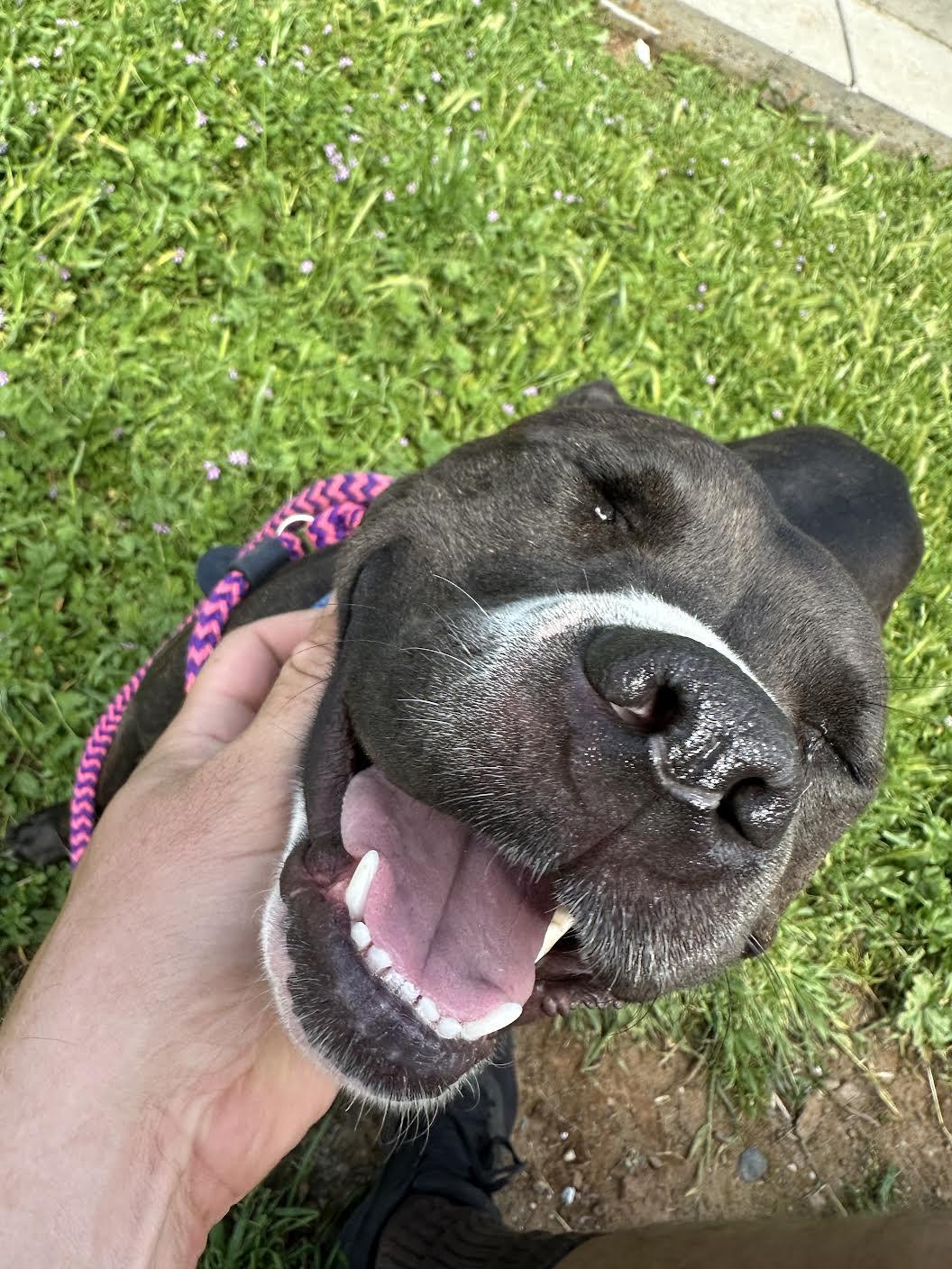 Enlarge Looney Tunes, a ADOPTABLE mixed breed in Grass Valley, CA image 5/6